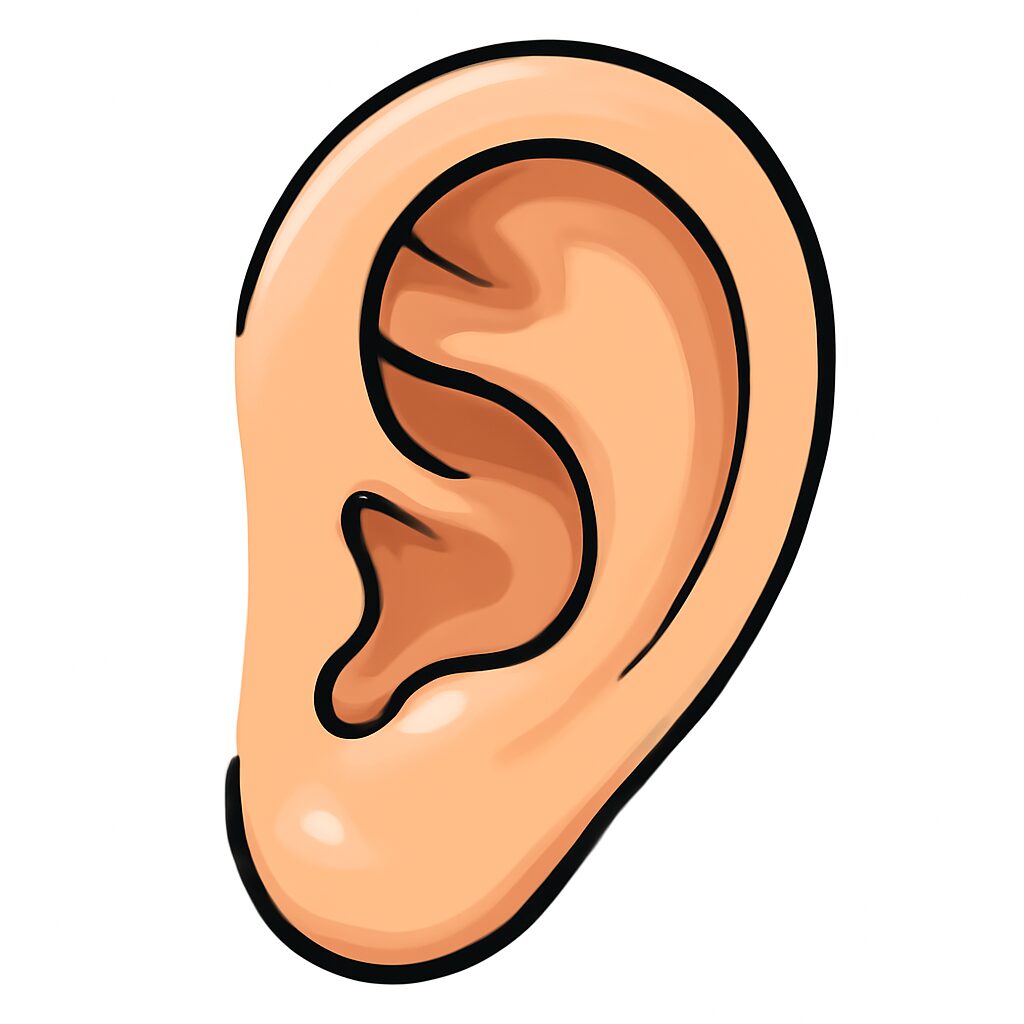 Ear